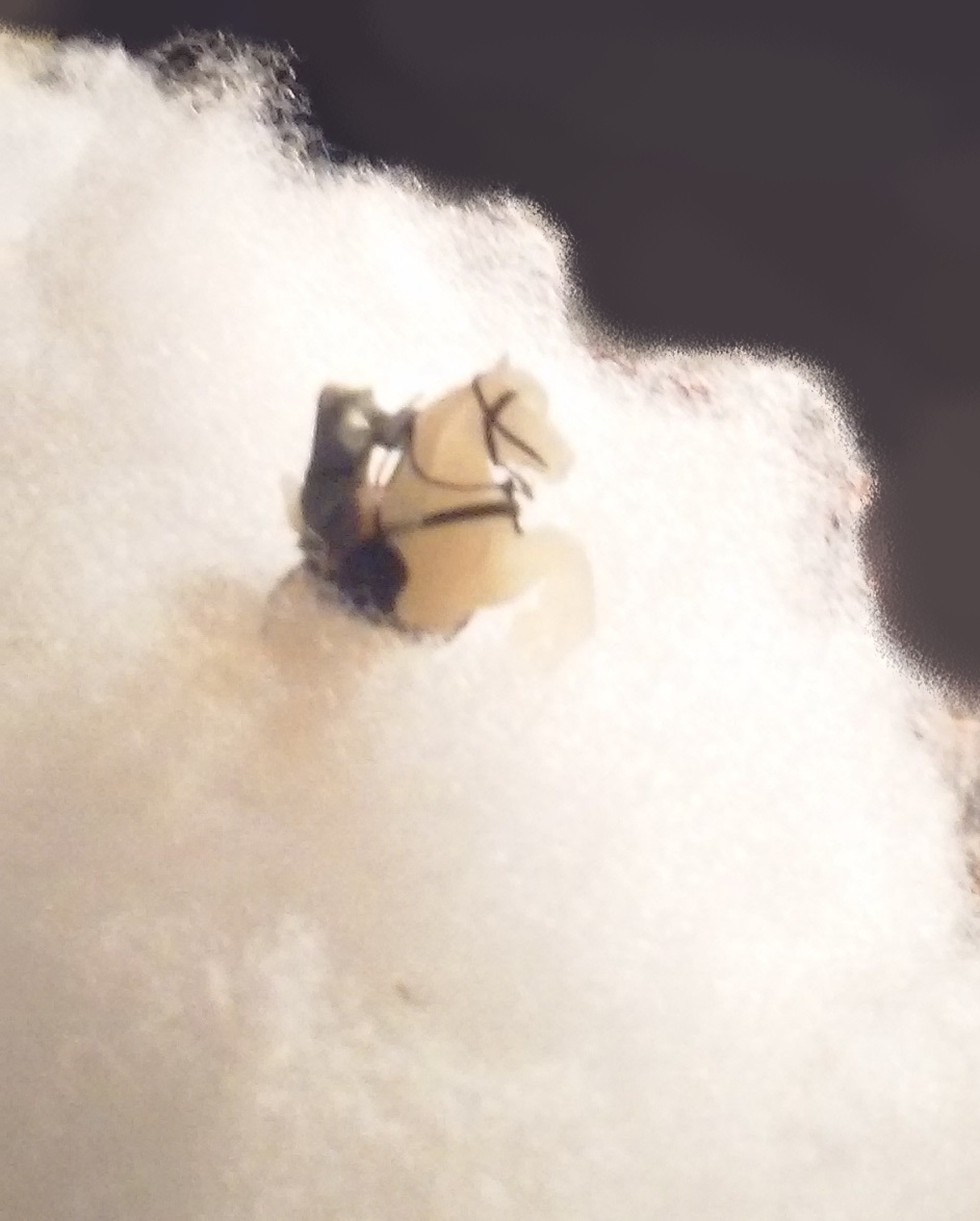 ghost-in-cloud-blurred